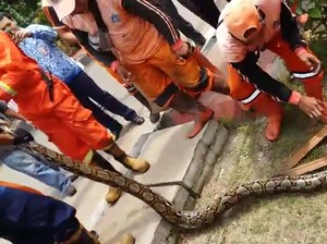Pasukan Oranye Temukan 3 Ular Besar dalam Setahun di Pejaten