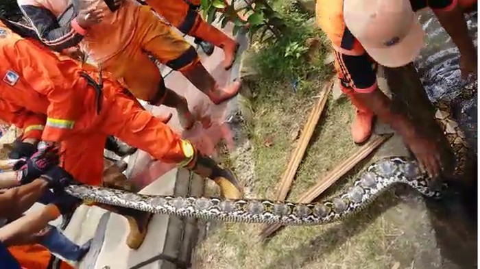 Detik-detik Ular 4 Meter Dilakban dan Ditarik dari Got Pasar Minggu