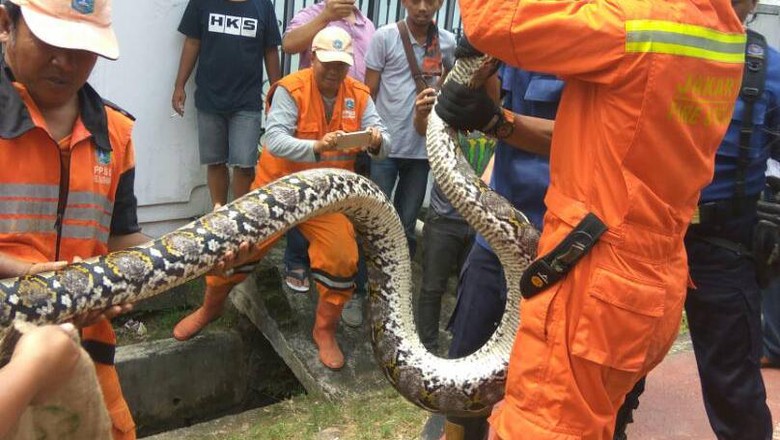 Sebelum Ditemukan, Ular 4 Meter di Pejaten Sempat Terlindas Motor Sebelum Ditemukan, Ular 4 Meter di Pejaten Sempat Terlindas Motor