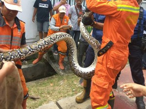Munculnya Ular Piton di Jakarta Dipicu Kenaikan Populasi Tikus?