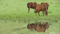 Kuda-kuda Timor yang gagah perkasa. Ada yang sendirian, ada yang berkelompok. Mereka merumput dan menikmati air danau (Fitraya/detikTravel)
