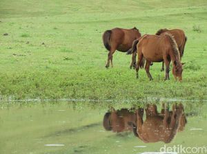 Turis Keluhkan Pungutan di Savana Fulan Fehan yang Mahalnya Selangit