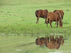 Turis Keluhkan Pungutan di Savana Fulan Fehan yang Mahalnya Selangit