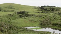 Fulan Fehan, sabana di kawasan Kabupaten Belu, kabupaten yang berbatasan dengan Timor Leste. (Fitraya Ramadhanny/detikcom)