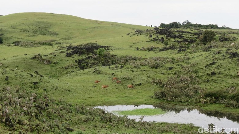 Fulan Fehan seperti padang rumput Eropa atau Australia (Fitraya/detikTravel) Fulan Fehan seperti padang rumput Eropa atau Australia (Fitraya/detikTravel)