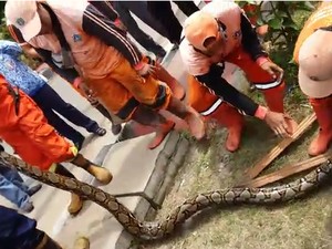 3 Kemungkinan Penyebab Ular Piton Masuk Kota