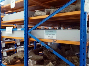 40 Ribu Fragmen Fosil Tersimpan di Museum Ini