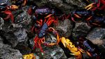 Demi Bertelur, Jutaan Kepiting Migrasi Melawan Bahaya