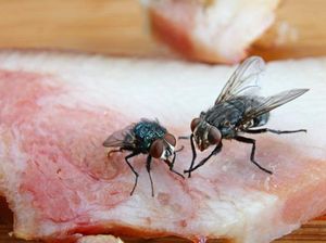 Ini Bahayanya Jika Lalat Telanjur Hinggap di Makanan