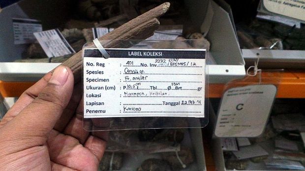 Label yang tertera di setiap fosil (Wahyu/detikTravel)