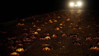 Kepiting yang berasal dari hutan sekitar ini harus melintasi jalan raya. REUTERS/Alexandre Meneghini.