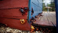 Bahkan ada yang nyasar ke rumah warga. REUTERS/Alexandre Meneghini.