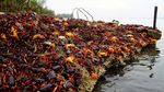 Demi Bertelur, Jutaan Kepiting Migrasi Melawan Bahaya