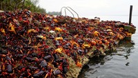Perjalanan ini biasanya membutuhkan setidaknya satu minggu, dengan kepiting jantan biasanya tiba sebelum betina. Setelah di pantai, kepiting jantan menggali liang, yang mereka harus pertahankan dari kepiting-kepiting jantan lainnya. Perkawinan terjadi di atau dekat liang. REUTERS/Alexandre Meneghini.
