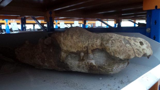 Fosil buaya (Wahyu/detikTravel)