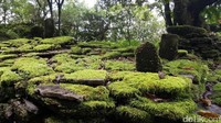 Lumut pada batu-batu dinding benteng begitu tebalnya, pertanda tempat ini jarang dijamah manusia. Lintah juga ada banyak, siap menghisap darah hewan atau manusia yang datang ke sini (Fitraya/detikTravel)
