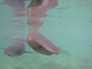 Pesan Dari Karimunjawa: Berhenti Makan Sirip Hiu