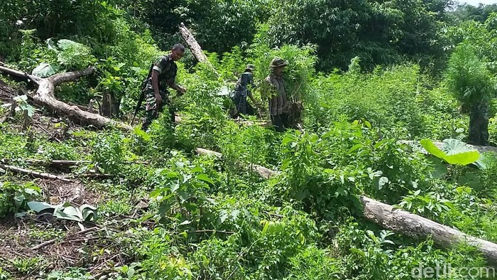 TNI Temukan 2 Hektare Ladang Ganja di Pidie Aceh
