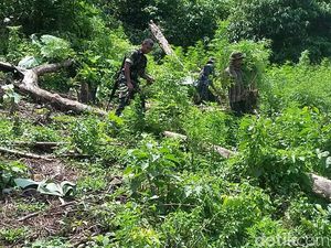 TNI Temukan 2 Hektare Ladang Ganja di Pidie Aceh