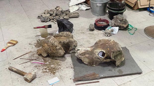 Fosil kerbau sedang dibersihkan para arkeolog (Wahyu/detikTravel)