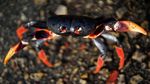 Demi Bertelur, Jutaan Kepiting Migrasi Melawan Bahaya