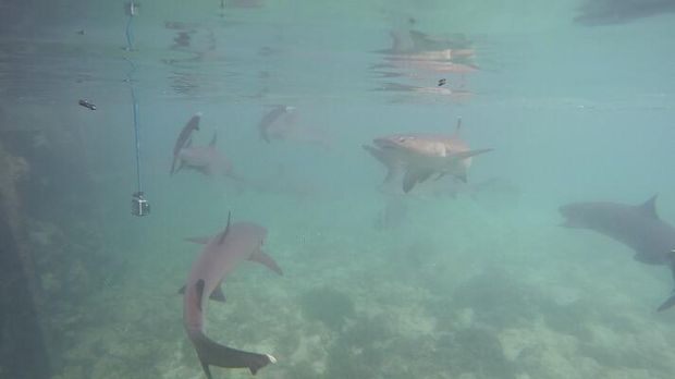 Melihat Hiu Tak Pernah Sengeri dan Sedekat Ini