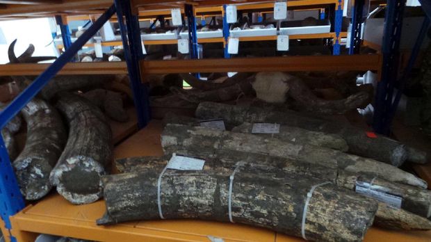 Fosil gading gajah dan tanduk kerbau (Wahyu/detikTravel)