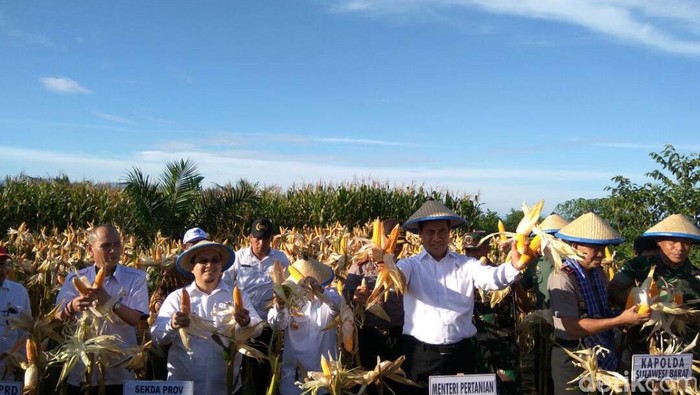 Produksi Jagung Tinggi, Sulbar Diincar Investor Bangun Pabrik Pakan