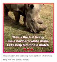 Suka Main Tinder? Siap-siap Ketemu Badak Putih Ini yang Sedang Cari Jodoh