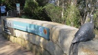 Foto: Karena kekayaan alam, flora, fauna dan budaya Aborigin, Blue Mountains masuk menjadi destinasi Warisan Dunia UNESCO tahun 2000. Namun sayang, batuan lunak di sekitar Echo Point, kerap jadi sasaran vandalisme (Fitraya/detikTravel)