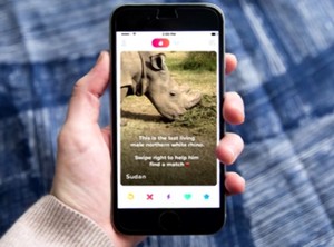 Suka Main Tinder? Siap-siap Ketemu Badak Putih Ini yang Sedang Cari Jodoh