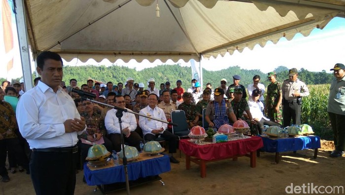 Jurus Mentan Kejar Target 3 Juta Sapi Bunting Tahun Ini