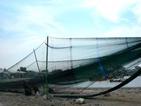 Ini Dia Alat Tangkap Ikan Cantrang yang Dilarang Susi