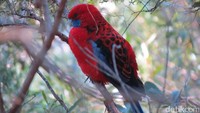 Foto: Kakaktua Crimson Rosella (Platycercus elegans) yang endemik Australia. Kalau beruntung kita bisa berjumpa burung ini di Echo Point (Fitraya/detikTravel)