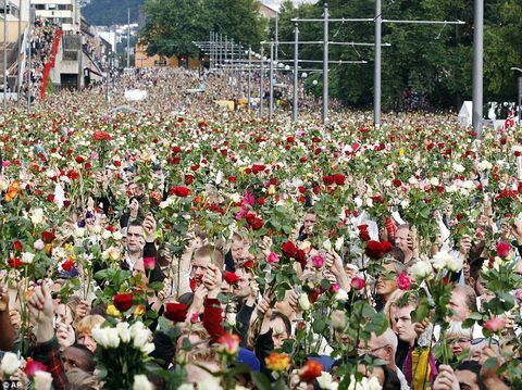 Lautan mawar merah di Norwegia.