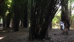 Bukan Jepang, Hutan Bambu Ini Asli Surabaya Rek!