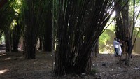 Foto: Tak jarang, Hutan Bambu Keputih ini menjadi lokasi pemotretan pre-wedding. Seperti pasangan calon pengantin ini. Seru ya melihatnya! (Zaenal/detikTravel)
