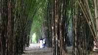 Foto: Hutan Bambu Keputih berdiri di atas lahan bekas TPA Keputih, Surabaya. Tanaman bambu yang ditanam di sini ternyata membuat kawasan jadi rindang, rapi, dan menarik sebagai lokasi foto-foto (Zaenal/detikTravel)