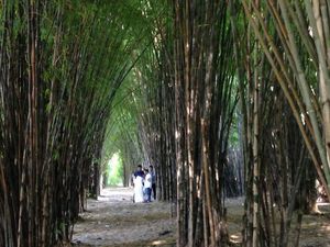 Dikira di Jepang, Tahunya Ini Hutan Bambu di Surabaya Rek!