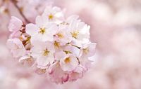 Khusus Musim Semi, Ada Kari Sakura Berkuah Pink Cantik