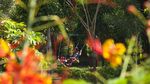 Bukan Jepang, Hutan Bambu Ini Asli Surabaya Rek!