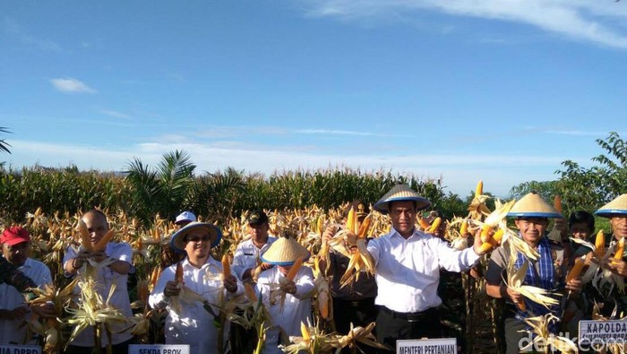Sawit dan Jagung Satu Ladang, Mentan: Negara Kita Akan Kuat
