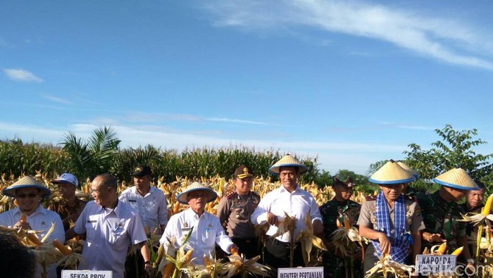 Daerah Ini Punya 19.000 Hektar Lahan Sawit yang Ditanami Jagung