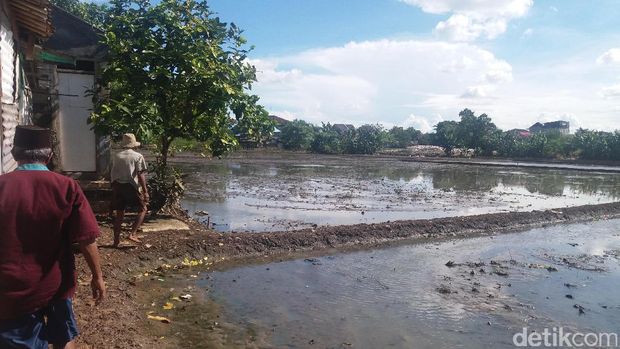Sawah belakang rumah Raswin.