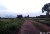 Sawah dan ladang hijau di kanan-kiri jalan (Narulita/detikTravel)