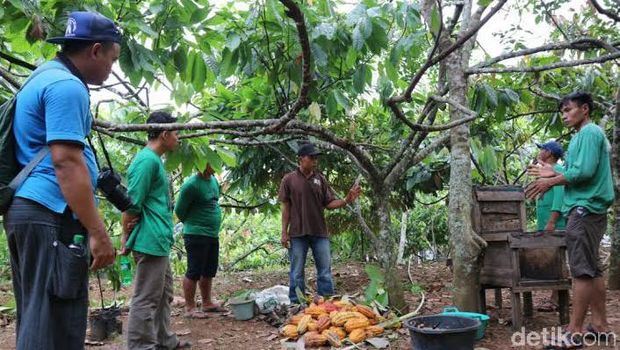 Melirik Cokelat Asli Gunungkidul