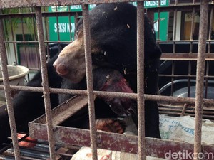 Beruang Madu Terluka Parah Terkena Jerat Babi di Aceh