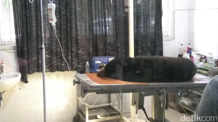 Tangan Beruang Madu yang Terkena Jerat Babi di Aceh Diamputasi