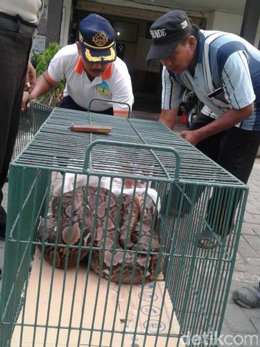 Ular Sanca 5,5 Meter Ditangkap Warga di Demak