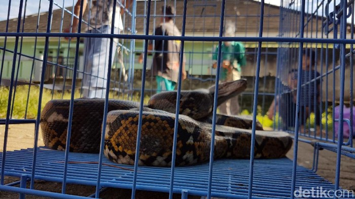 Nahas, Pelukis di Menteng Tewas Dililit Ular Sanca Peliharaannya